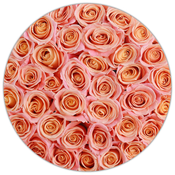 Medium - Peach Roses - White Box - The Million Roses Slovakia