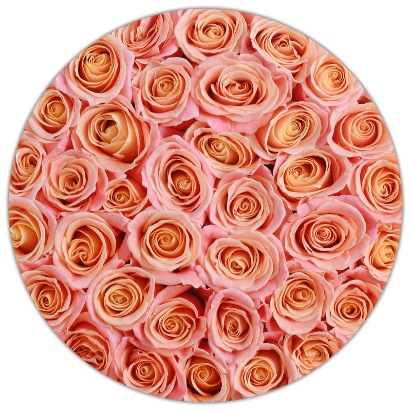 Medium - Peach Roses - White Box - The Million Roses Slovakia