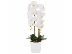 Orchidea 70cm - The Million Roses Slovakia