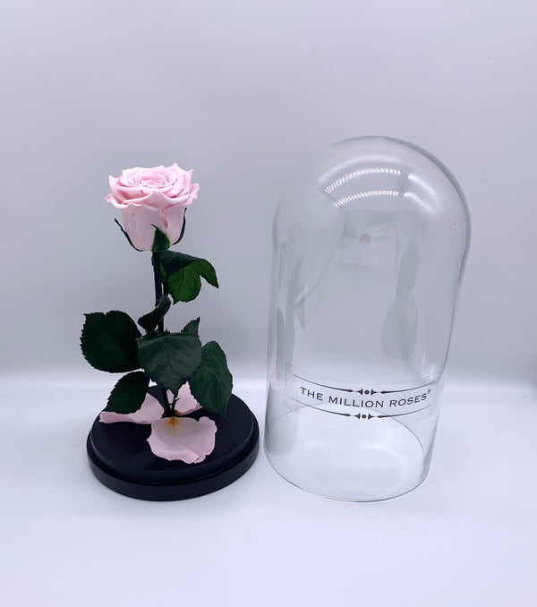 Ruža v skle, pink - The Million Roses Slovakia