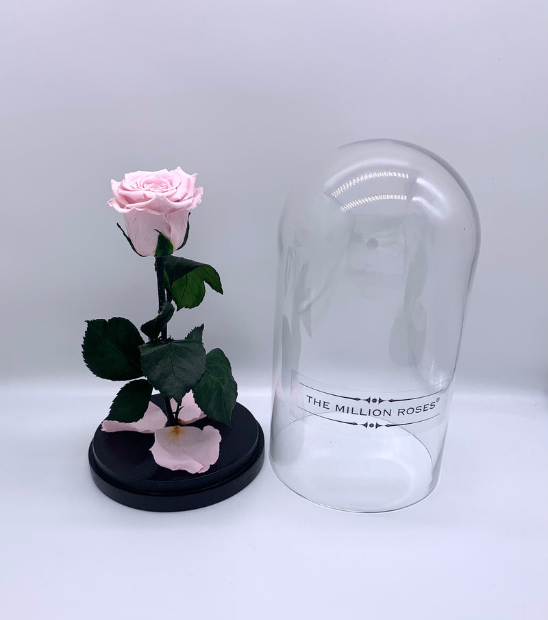 Ruža v skle, pink - The Million Roses Slovakia