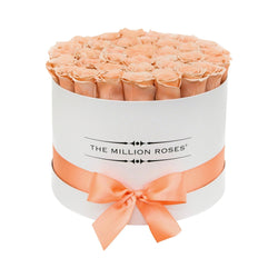 Medium - Peach Eternity Roses - White Box - The Million Roses Slovakia